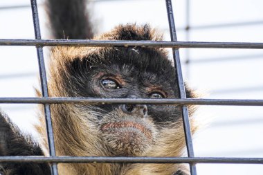 Geoffroy'un Örümcek Maymunu (ayrıca siyah elli örümcek maymunu olarak da bilinir) orta Amerika'dan ve Güney'den ve Meksika'nın doğusundan gelen bir örümcek maymunu türüdür..