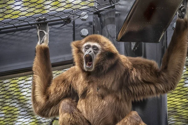 Utica, New York'ta bir Hayvanat Bahçesi Kafesi'nde Beyaz Elli Gibbon (Hylobates Lar).