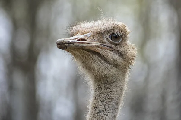 Close-up cabeça tiro de avestruz comum (Struthio camelus) com fundo embaçado abstrato . — Fotografia de Stock