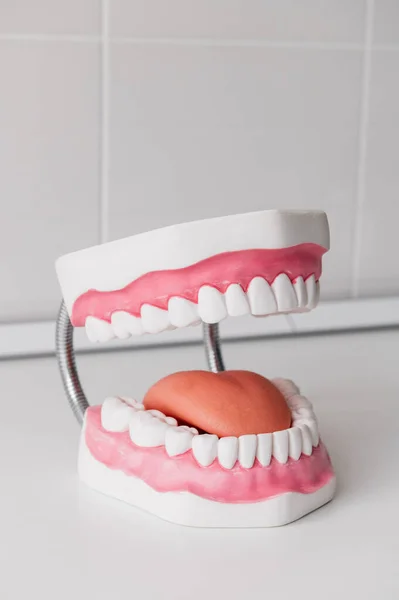 Disposición Dental Mandíbula Dientes Sonoros — Foto de Stock