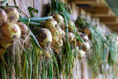 Ahşap bir ahırda asılı taze soğanlar. Sonbahar hasat zamanı
