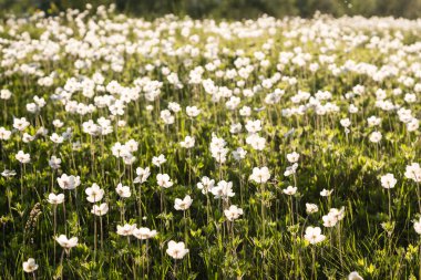 Tarlada beyaz çiçekler, yeşil çimenler. Seçici odaklanma. Doğal yaz yeşili bitkisel geçmiş.
