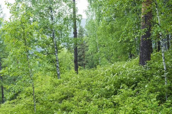 Bílé Květy Rostou Smíšeném Lese Horách Krásné Bílé Květy Bříza — Stock fotografie