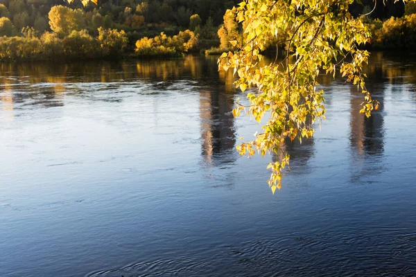黄色的枝条在水面上 秋天黄色的枝叶覆盖在蓝色的河水之上 秋天的风景 — 图库照片