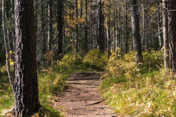 Weg Het Herfstbos Herfstlandschap Achtergrondinformatie Bomen Met Kleurrijke Bladeren — Stockfoto