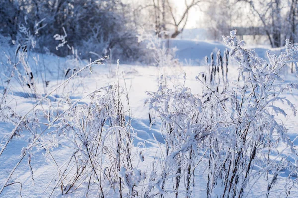 Winterlandschaft Wald — Stockfoto