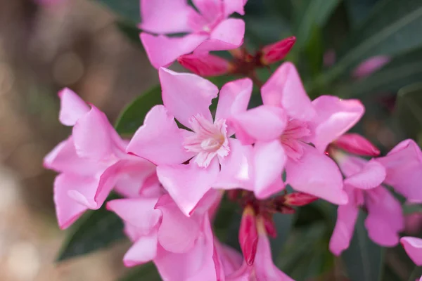 Bush with gently pink flowers