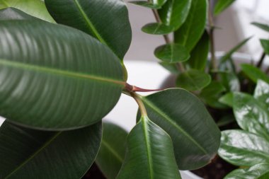 Çiçek saksısı beyaz bir tencerede