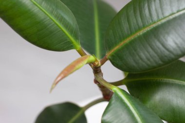 Çiçek saksısı beyaz bir tencerede