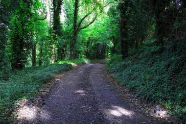 Streatleys Tebeşir Çayırlarındaki Orman Yolu