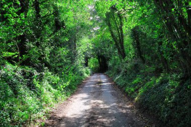 Streatleys Tebeşir Çayırlarındaki Orman Yolu