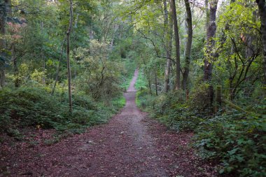 Streatleys Tebeşir Çayırlarındaki Orman Yolu