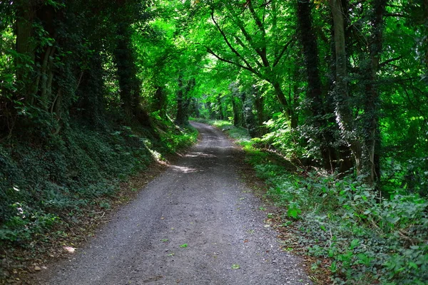 Streatleys Tebeşir Çayırlarındaki Orman Yolu