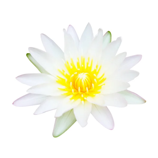 Water Lily or Lotus Flower Isolated on White Background.