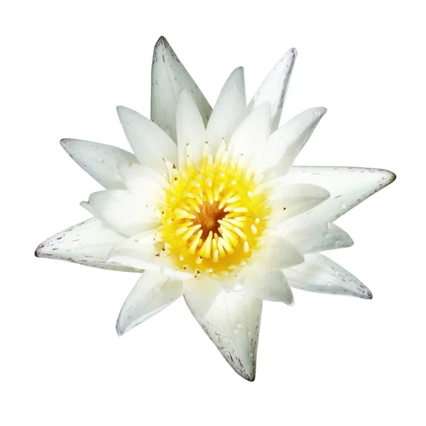 Water Lily or Lotus Flower Isolated on White Background.