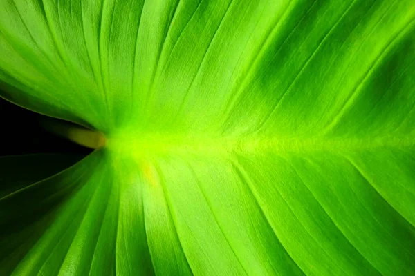 Закрыть Зеленый Лист Текстуры Фон Горизонтальном Стиле — стоковое фото