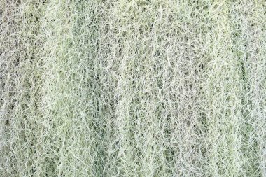 Beyaz İspanyol Yosun Dokusu Arkaplanı.