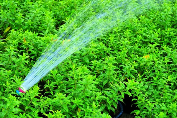 Sluiten Watersproeier Tuin — Stockfoto