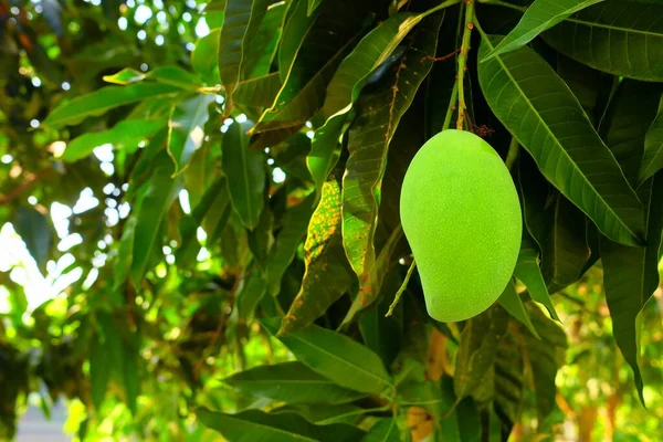 Zelené Mango Zahradě — Stock fotografie