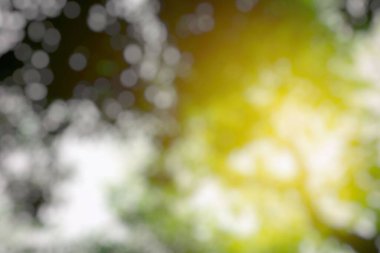 Bulanık Beyaz Bokeh ve Park Arkaplanda Sabah Işığı.