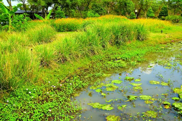 Vetiver Gras Wird Zum Schutz Der Bodenerosion Teich Gepflanzt — Stockfoto