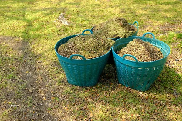 緑のプラスチック製のバスケットに有機肥料を作るための乾燥葉 — ストック写真