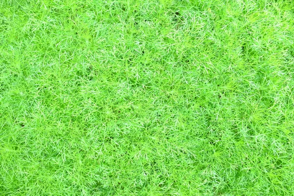 Groene Bladeren Textuur Achtergrond Geschikt Voor Natuur Concept — Stockfoto