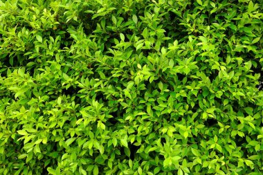 Yeşil Yapraklar Çit Dokusu Arkaplanı.