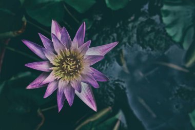 Karanlık Karşıtlıkta Gölde Tropikal Lotus Çiçeği.