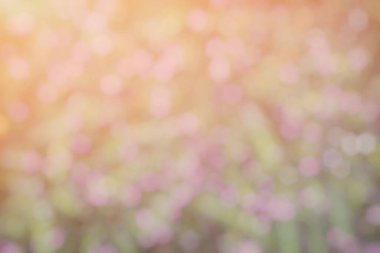 Bahçe Arkaplanındaki Bulanık Yeşil Bokeh.