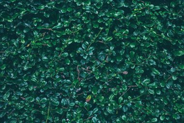 Green Leaves Doku Arkaplanını Kapat.