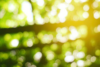 Üzüm bağlarında soyut Doğal Bokeh.