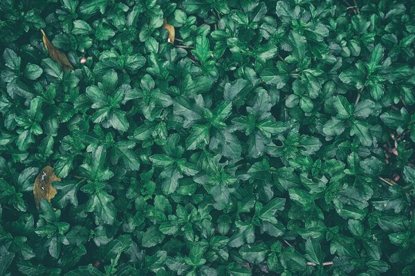 Tropical Leaves Texture in Dark Contrast Background.
