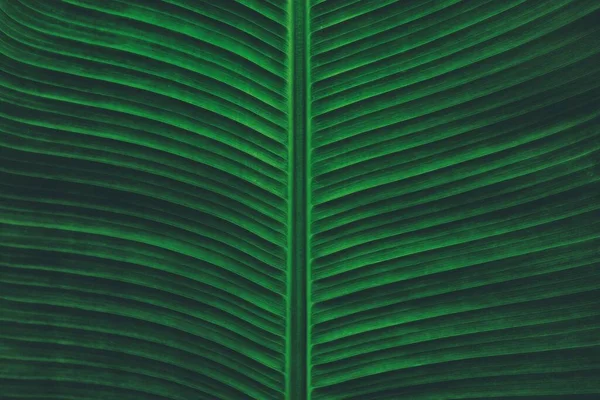 Tropiska Bananblad Textur Mörk Kontrast Bakgrund — Stockfoto