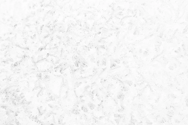 Weiße Blätter Pflanze Fossilen Stil Auf Betonwand Textur Hintergrund — Stockfoto