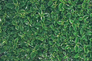 Green Leaves Doku Arkaplanını Kapat.