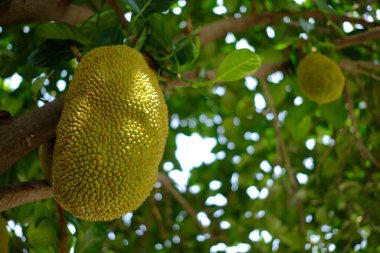 Bahçedeki genç Jackfruit Güzel Bokeh arka planına sahip.