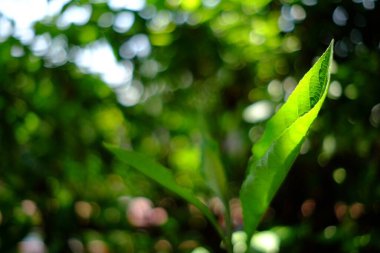 Güzel Doğa Bokeh Arkaplanı ile Yaprak Kapat.