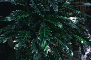 Bahçedeki Yeşil Yaprak Ağacı.