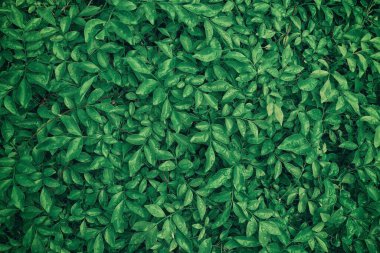 Yağmur Dokusu Arkaplanındaki Yeşil Yapraklar.