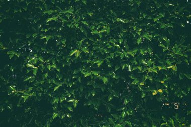 Yeşil Yapraklar Çit Dokusu Arkaplanı.