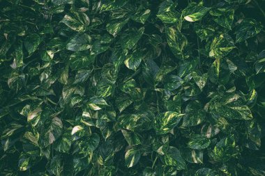 Yeşil Yapraklar Çit Dokusu Arkaplanı.