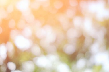 Soyut Beyaz Doğal Bokeh ile Güneş Işığı Sabah Arkaplanda.