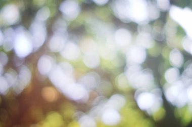 Soyut Güzel Doğal Bokeh ve Güneş Işığı Sabah Arkaplanda.