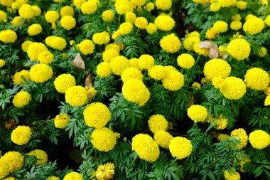 Parktaki Sarı Kadife Çiçekleri.