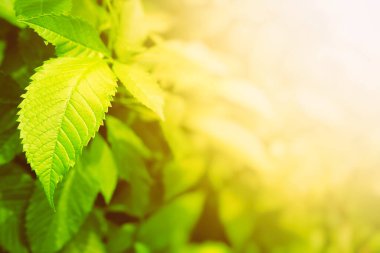 Beyaz Işık Sızıntısı olan Yeşil Yapraklar Arkaplanı ve Metin Arkaplanı için Boşluğu Kopyala.