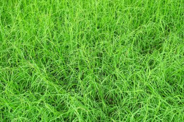 Çimen Alanı Arkaplanını Kapat.