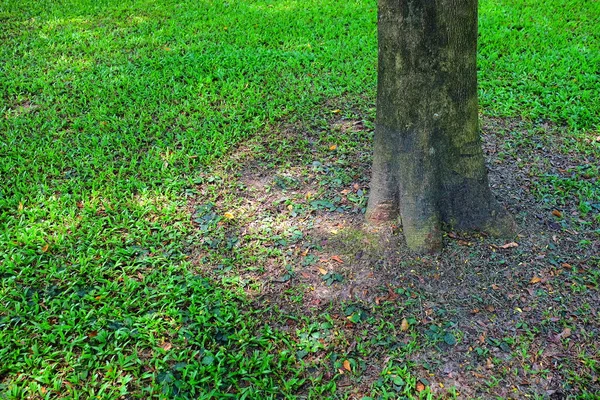 Закріпіть Нижню Частину Дерева Зеленим Полем — стокове фото