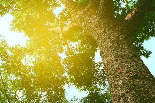 Vue Fond Grand Arbre Avec Fuite Lumière — Photo