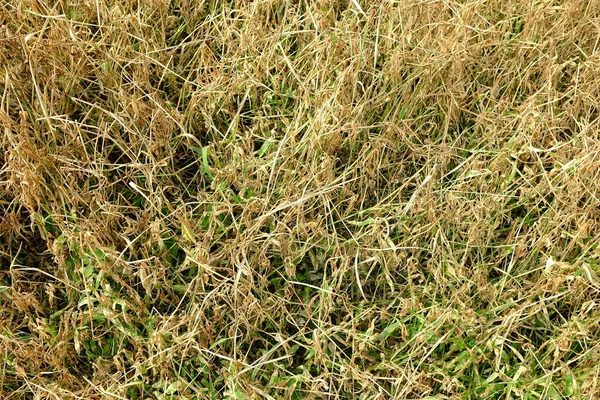 Getrocknetes Gras Nach Einsatz Von Herbizid — Stockfoto